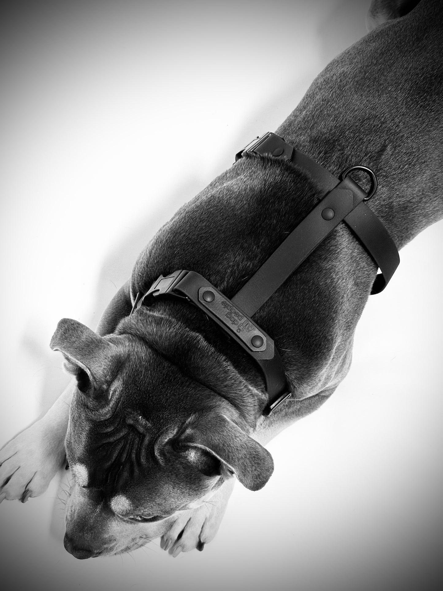 The Blackout Harness