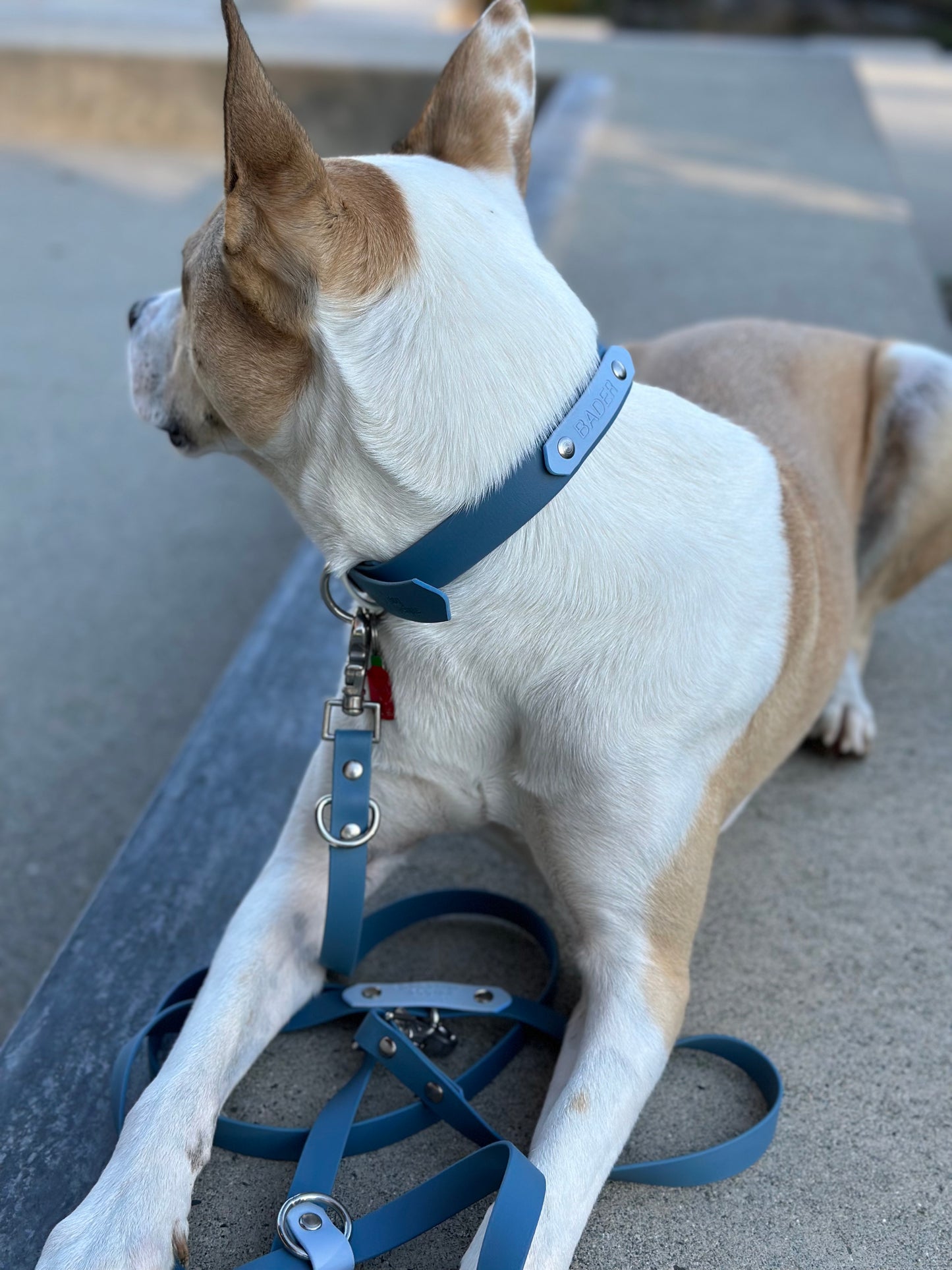Name plate/phone number add on for collars