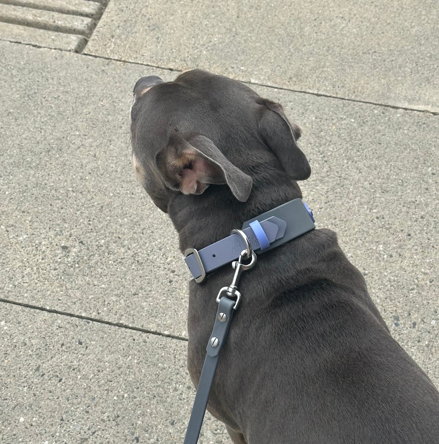 The Sighthound Collar Custom - 1.5"