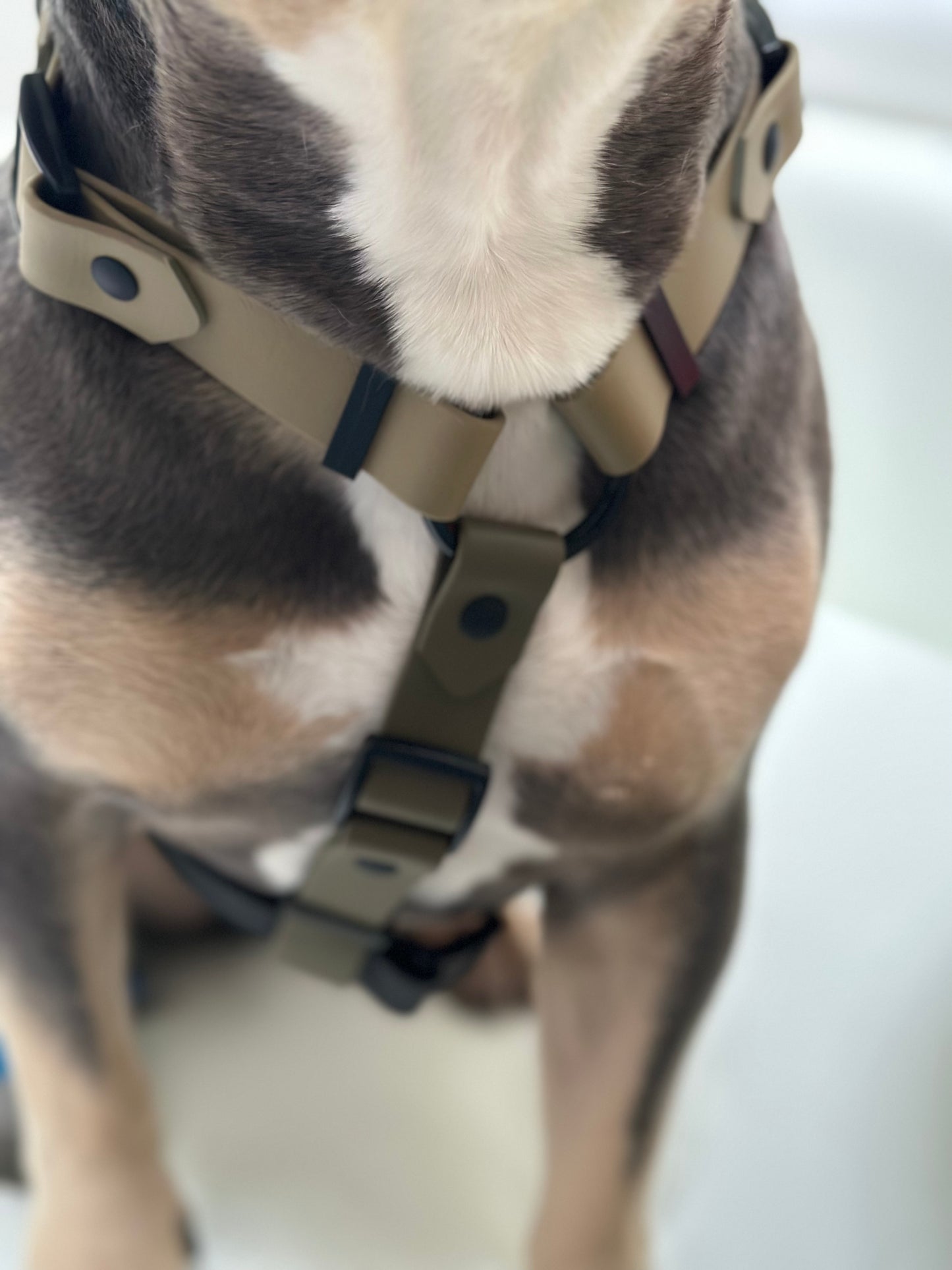Trail Harness