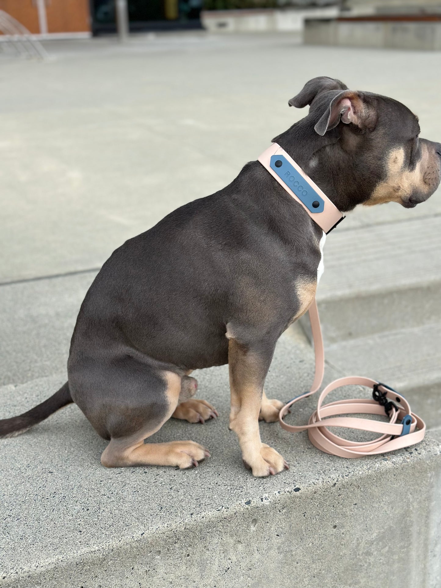 Limited Edition The Beach Buckle Collar