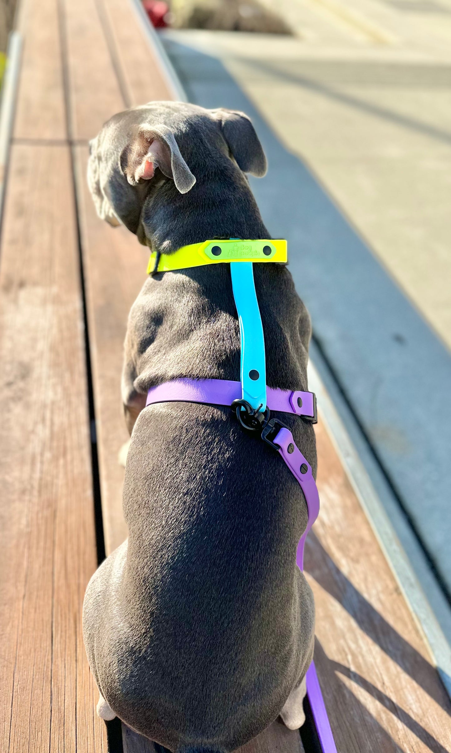 The Iris Harness - Limited Edition