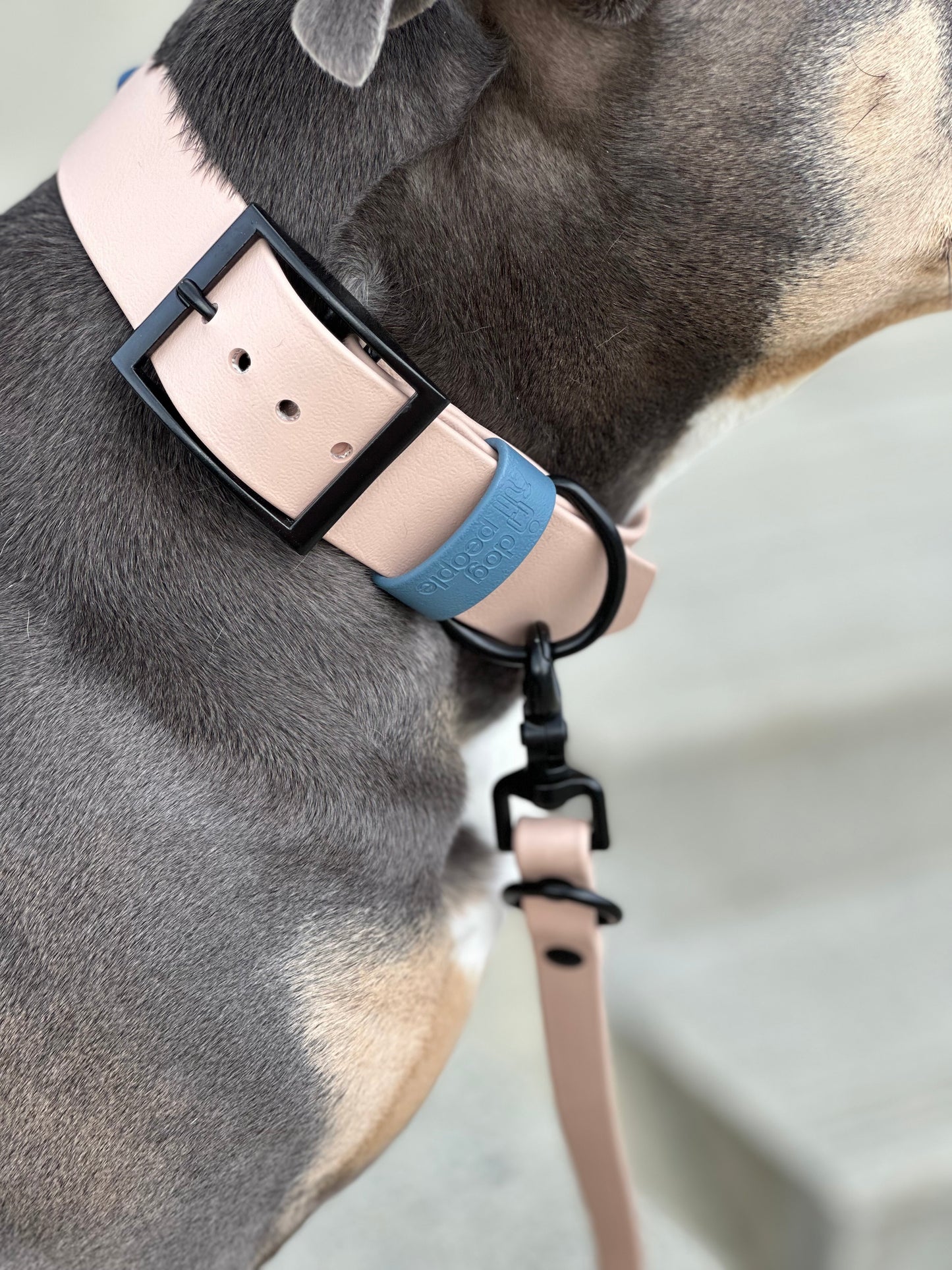 The Buckle Collar 1.5" - Limited Edition Colours