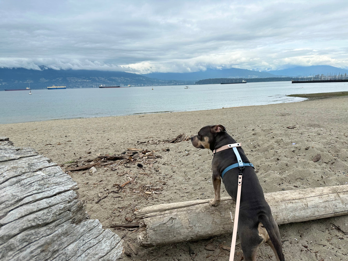 Limited Edition - The Beach Harness