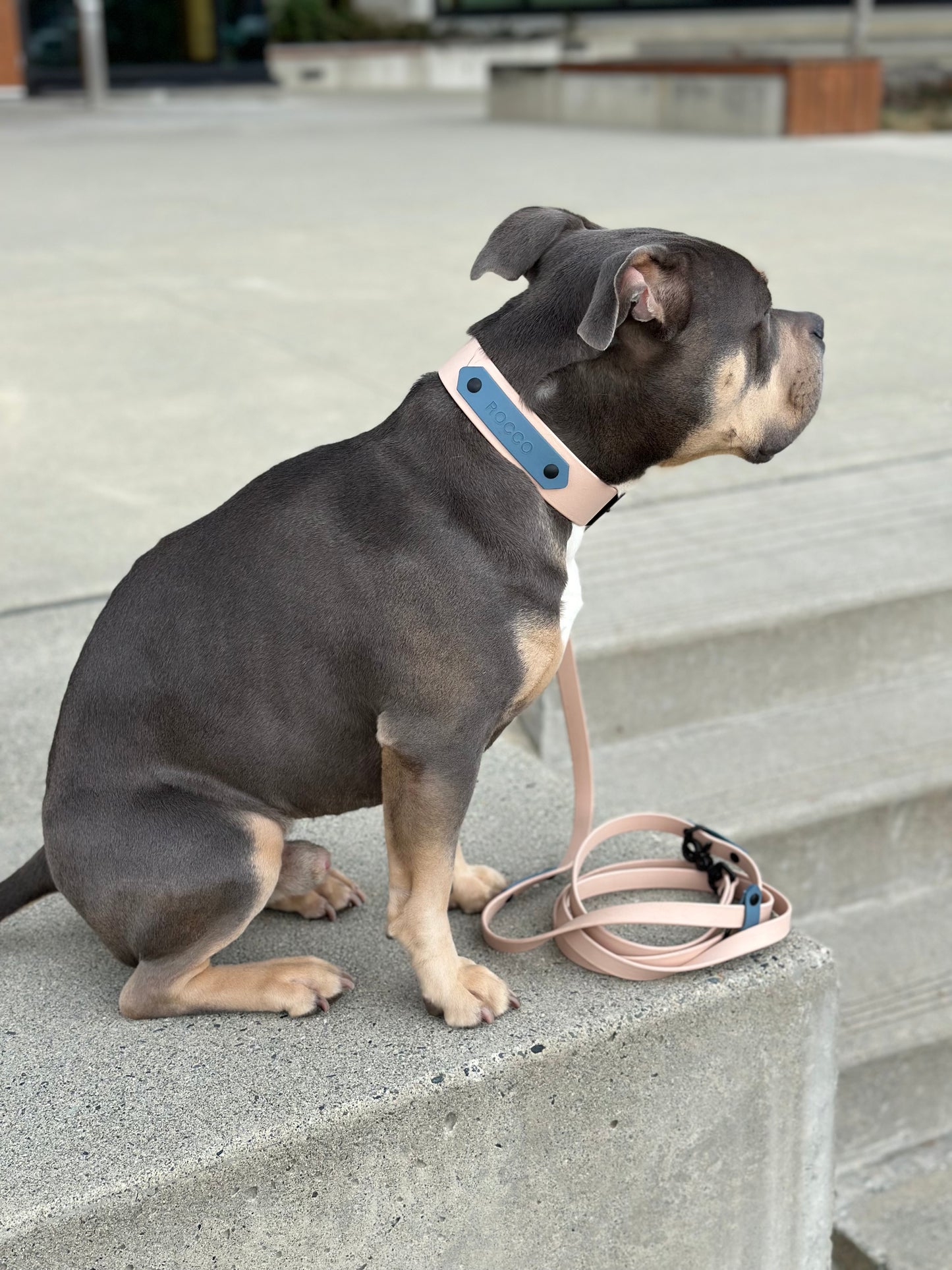The Buckle Collar 1.5" - Limited Edition Colours
