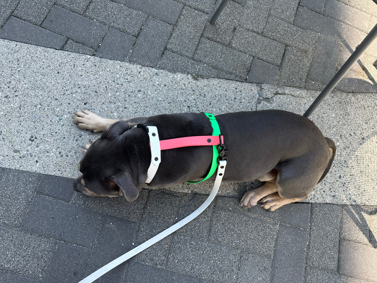 The Watermelon Harness