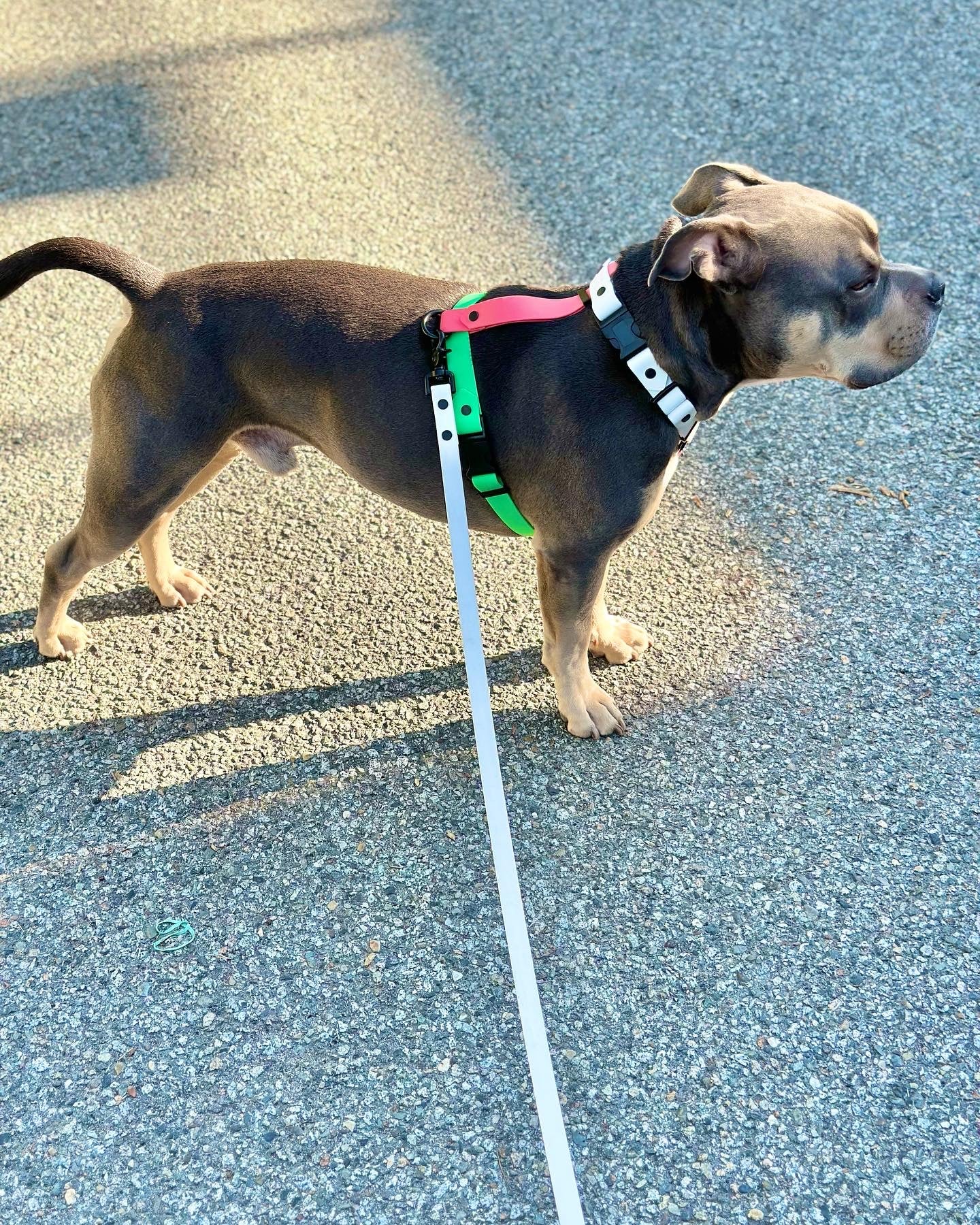 The Watermelon Harness