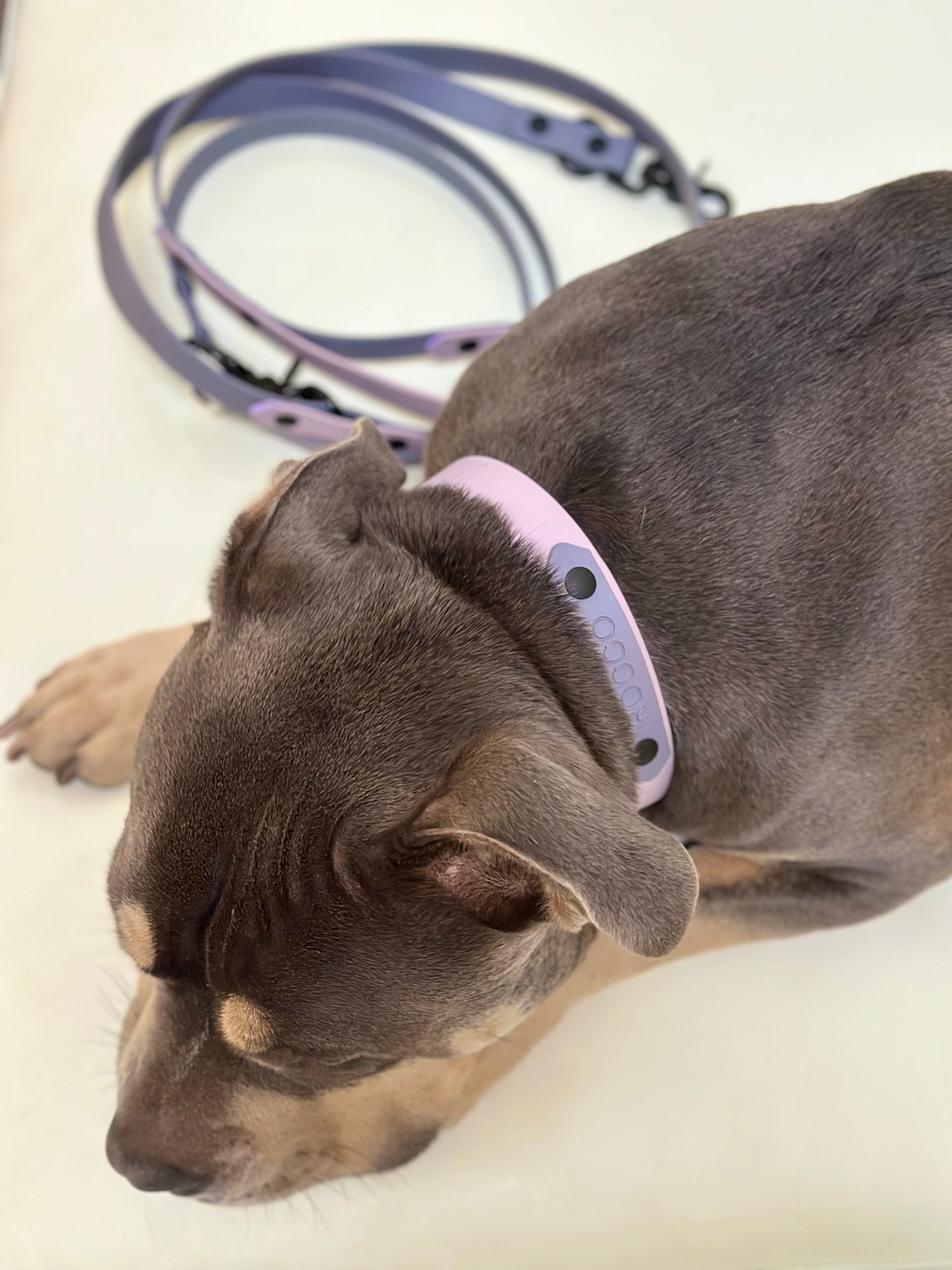 The Lilac Dreams Buckle Collar
