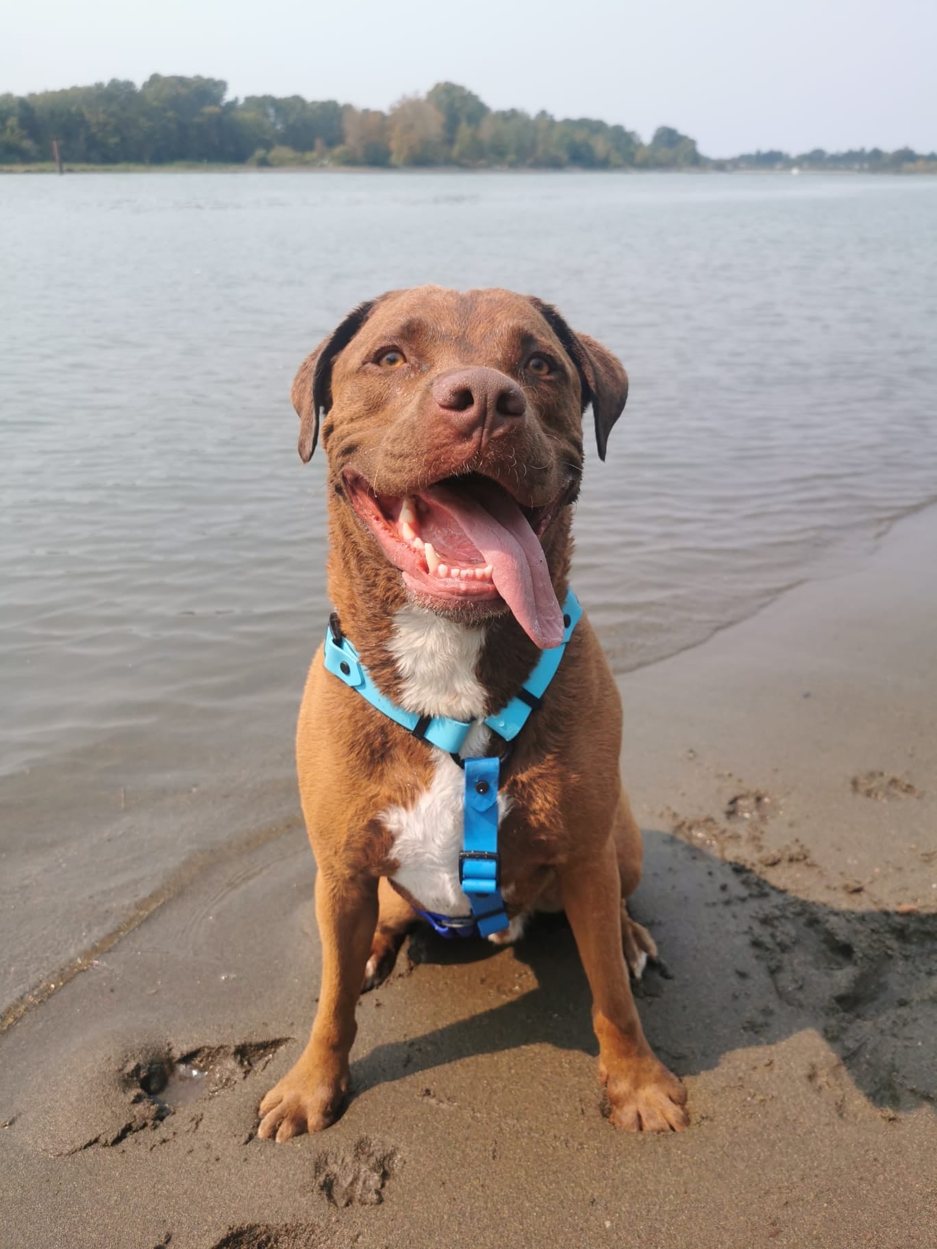 The Ocean Harness