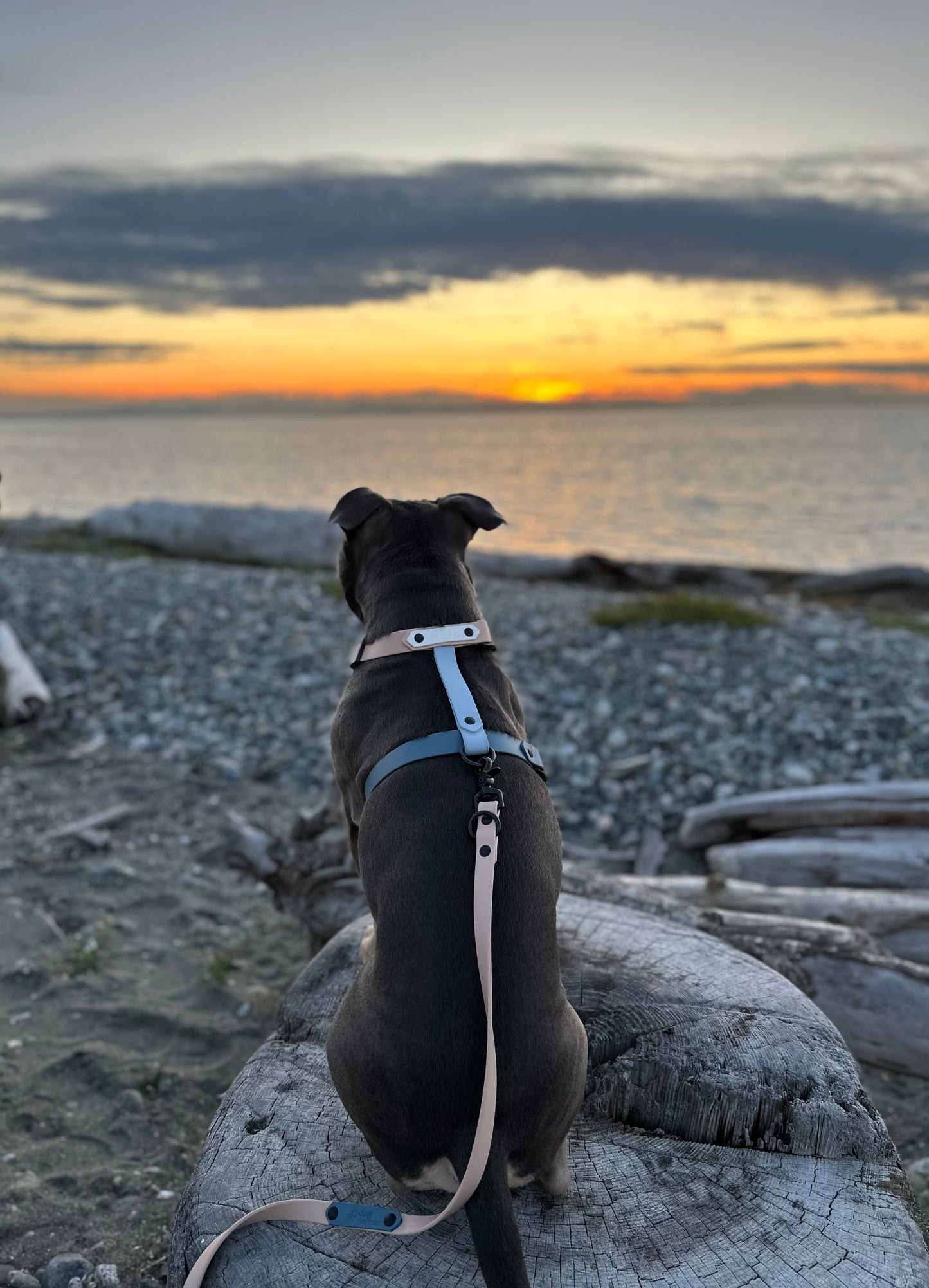 Limited Edition - The Beach Harness