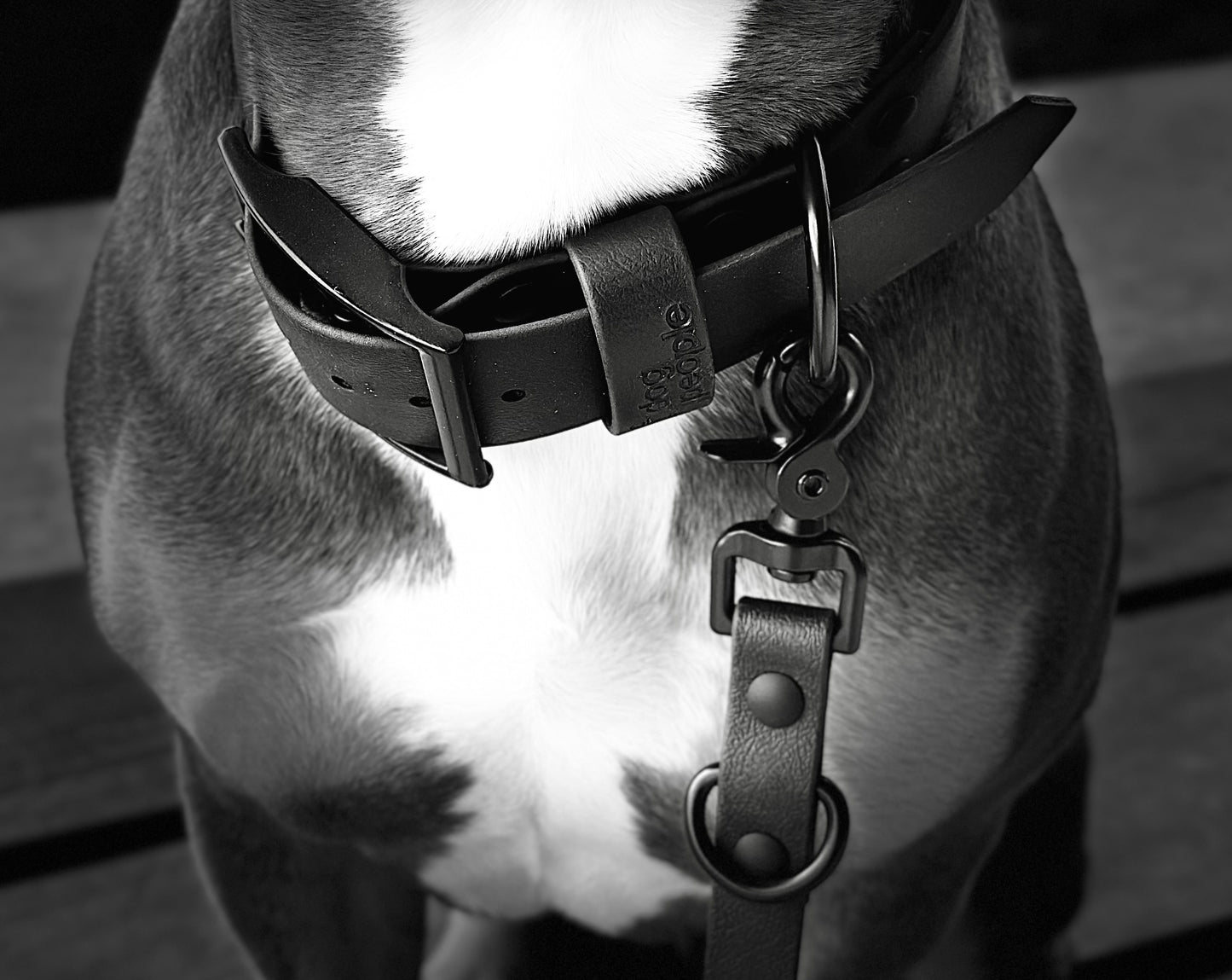 1.5” The Buckle Collar - Blackout Edition