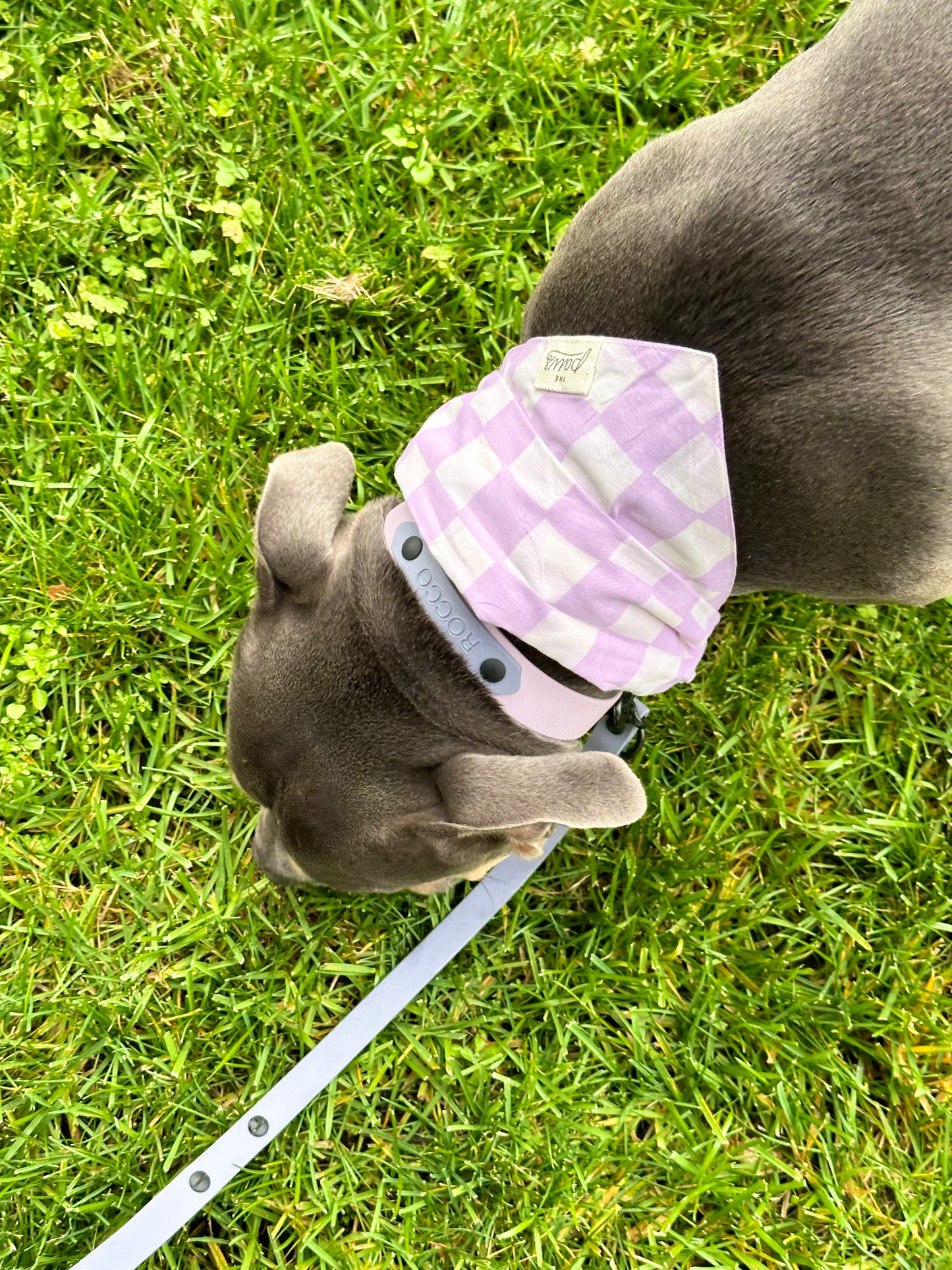 The Lilac Dreams Buckle Collar