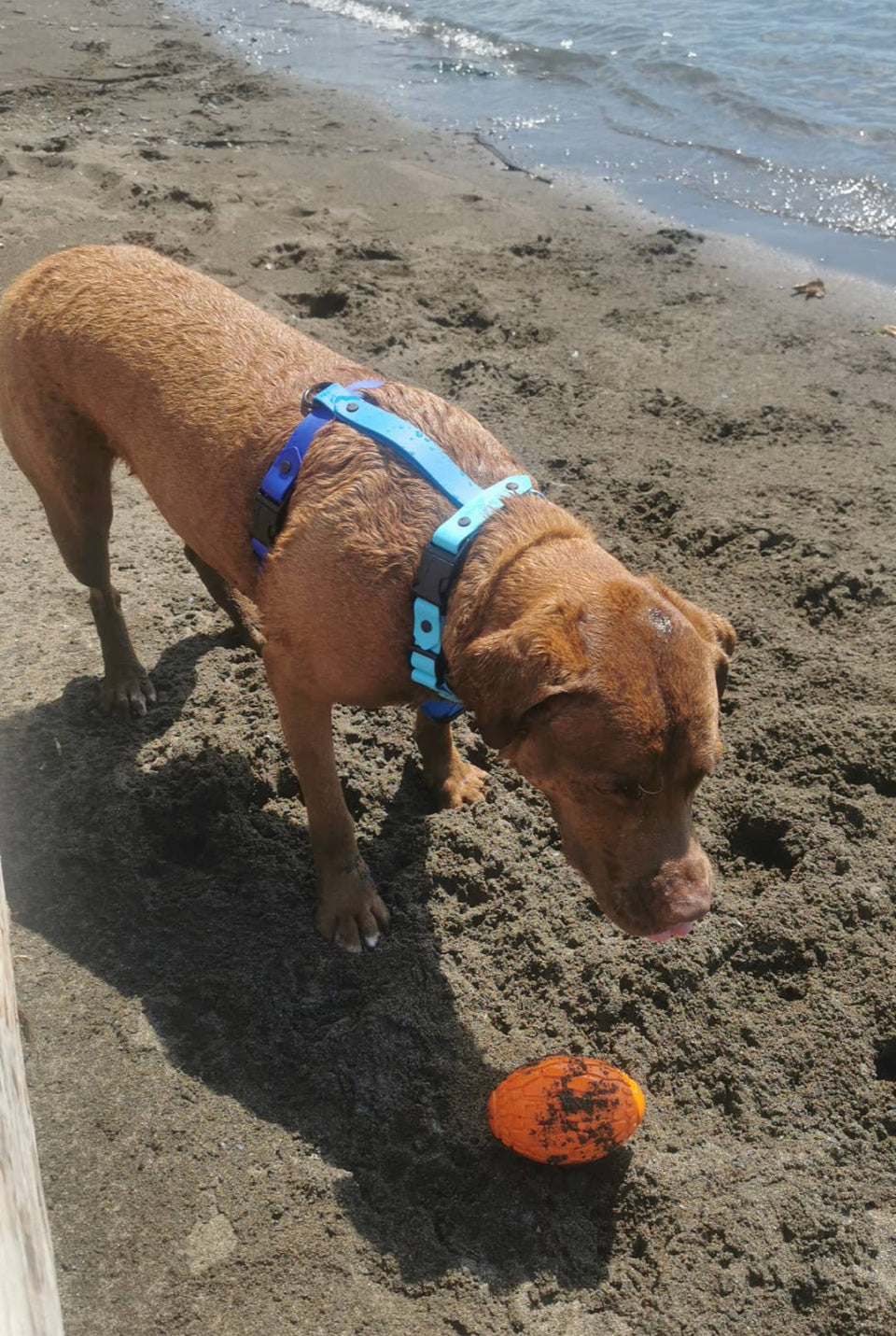 The Ocean Harness