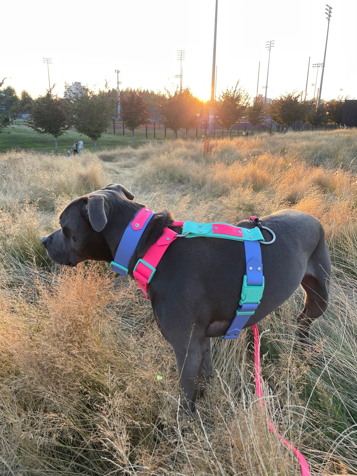 Limited Edition - 80s Aerobics Harness