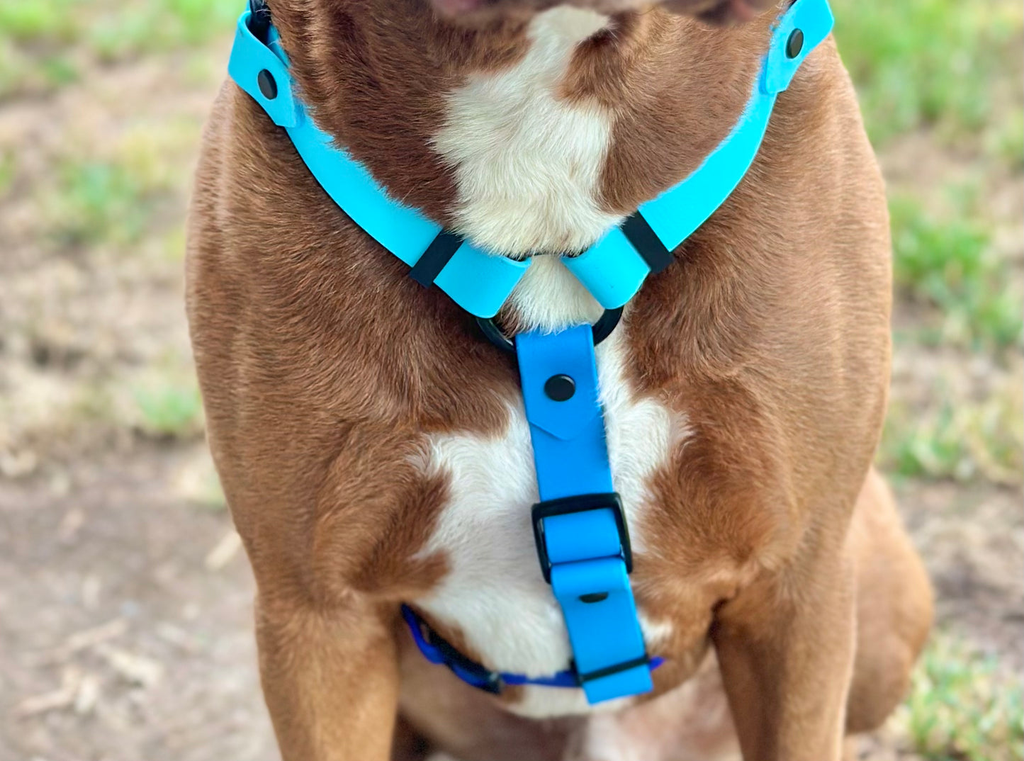 The Ocean Harness