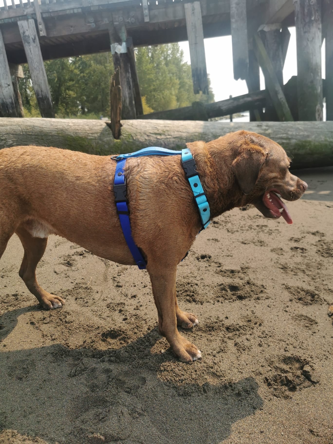 The Ocean Harness