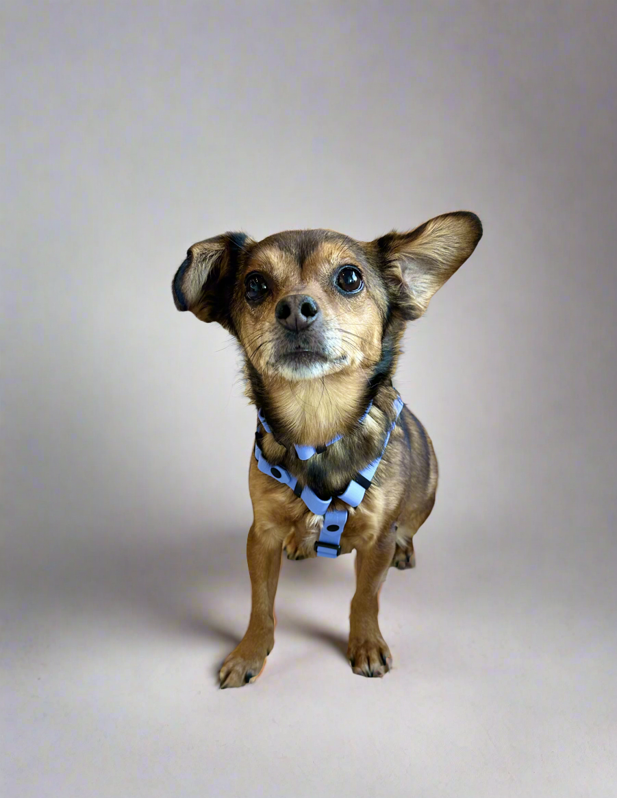 Custom Harness