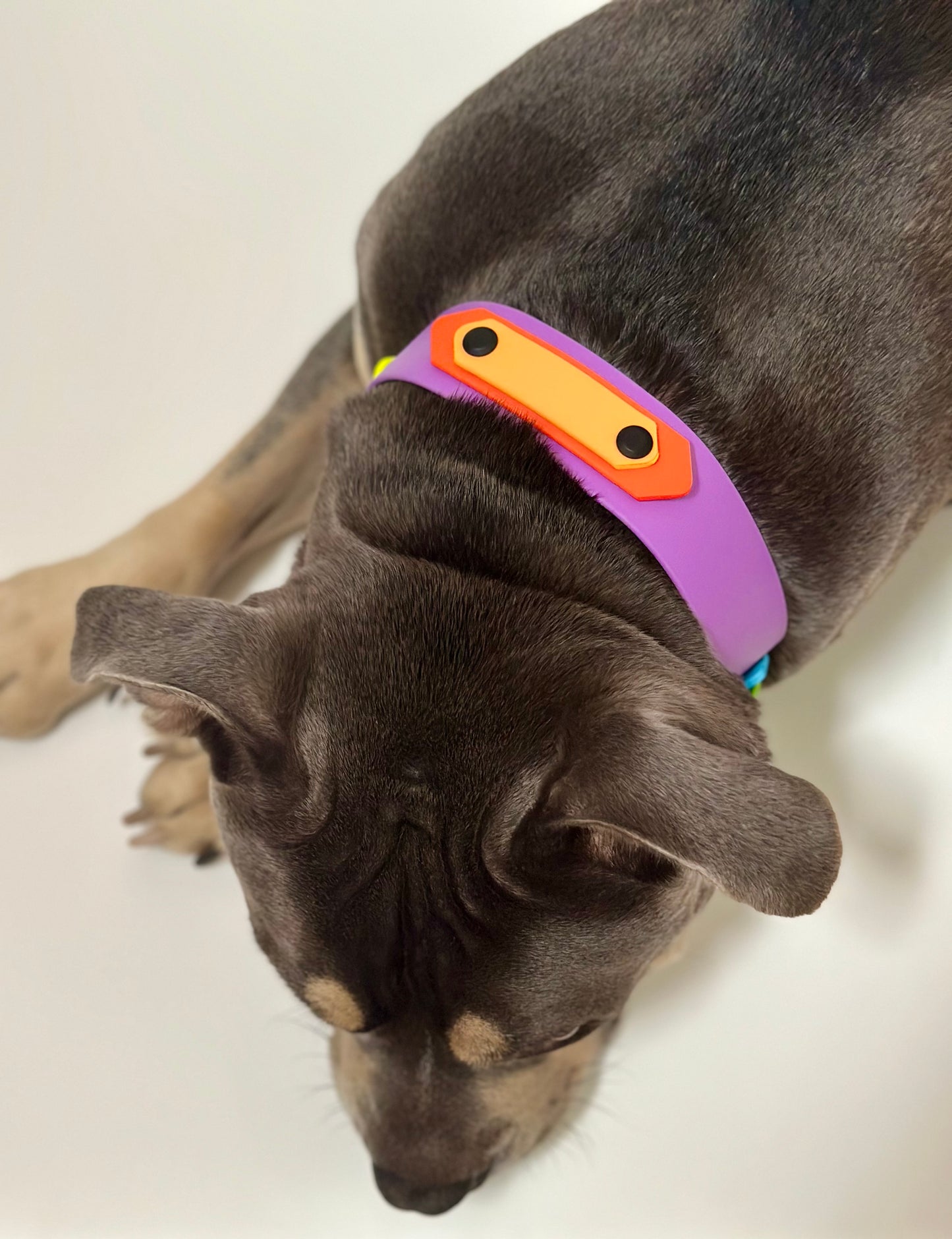 The Iris Collar - Limited Edition