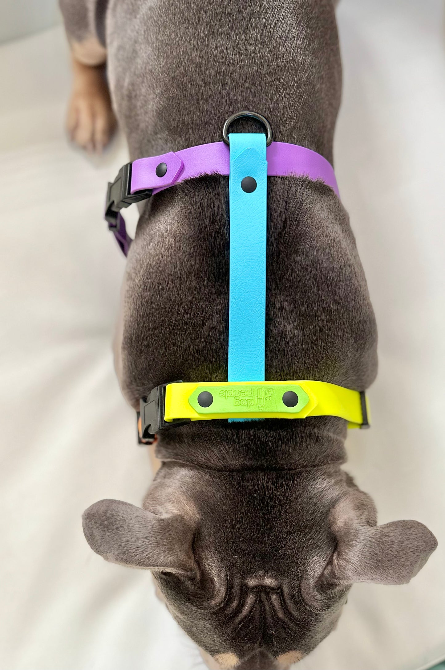 The Iris Harness - Limited Edition