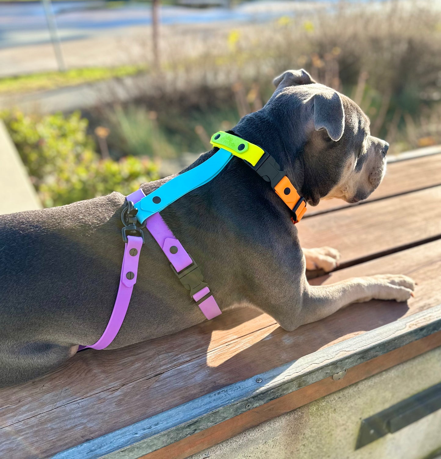 The Iris Harness - Limited Edition