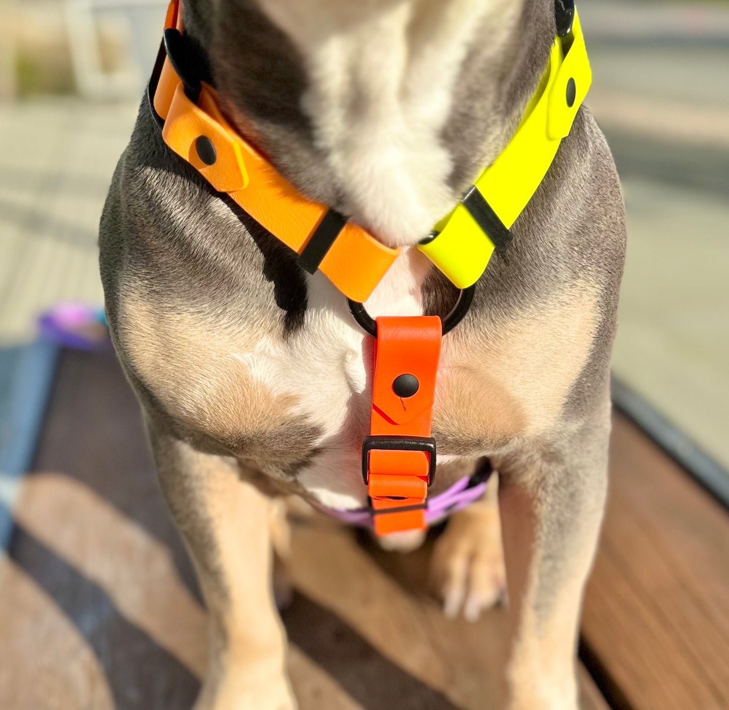 The Iris Harness - Limited Edition