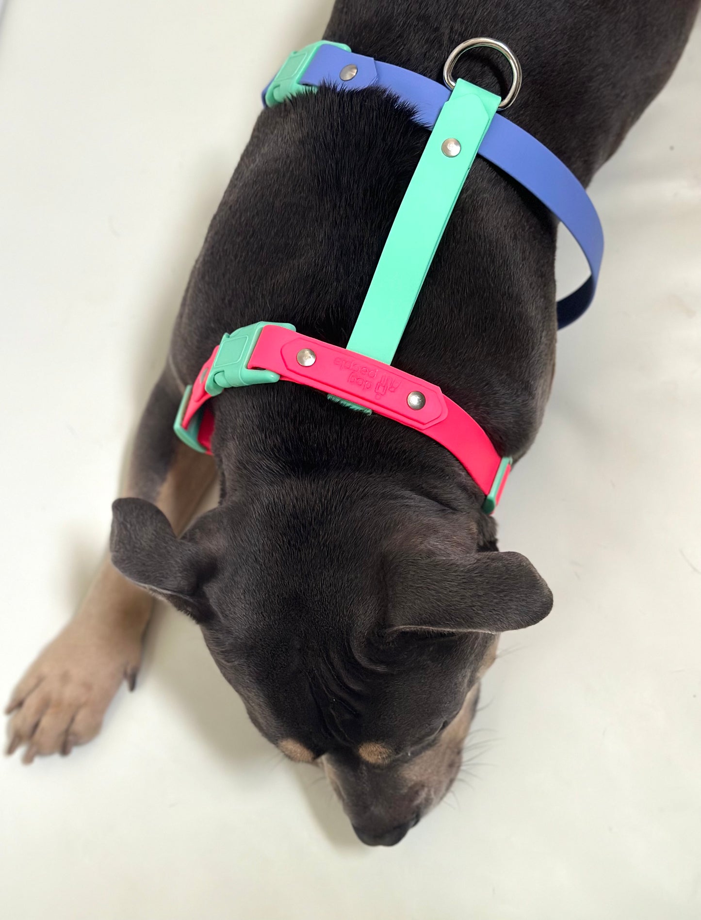 Limited Edition - 80s Aerobics Harness