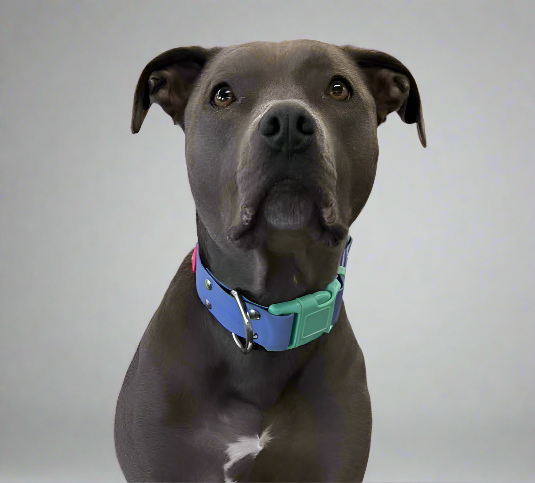 80s Aerobics Quick Release Collar