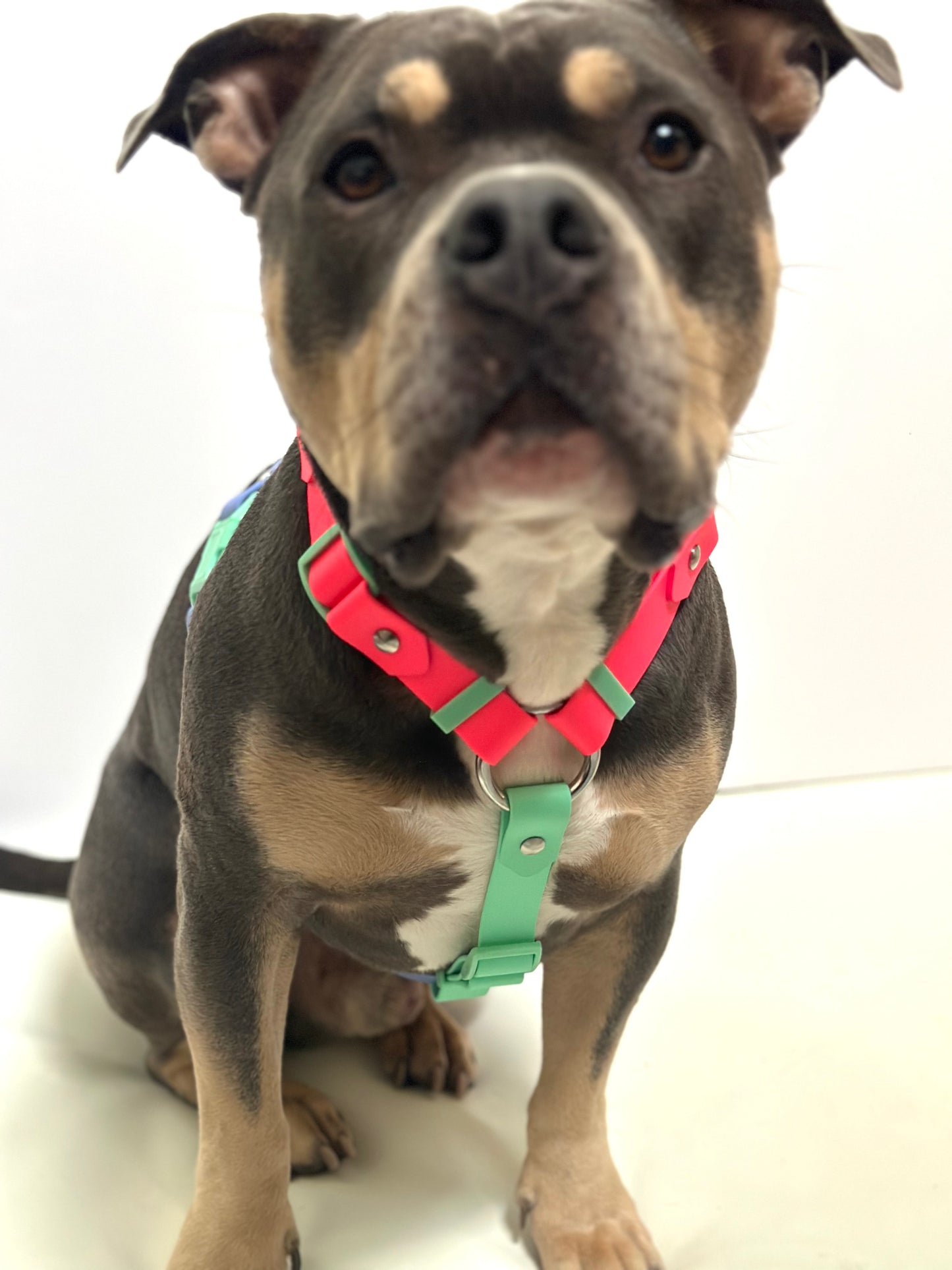 Limited Edition - 80s Aerobics Harness