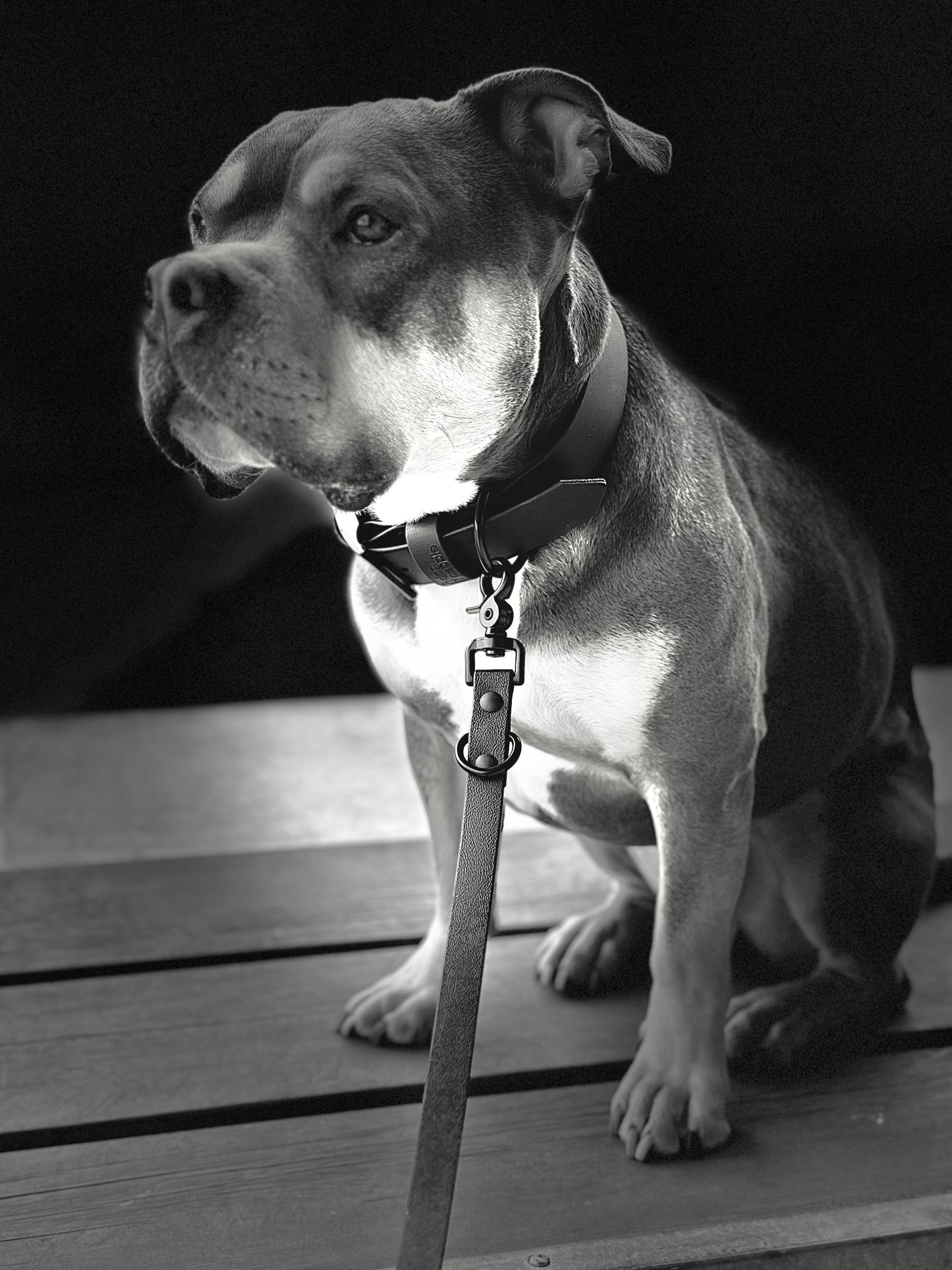 1.5” The Buckle Collar - Blackout Edition
