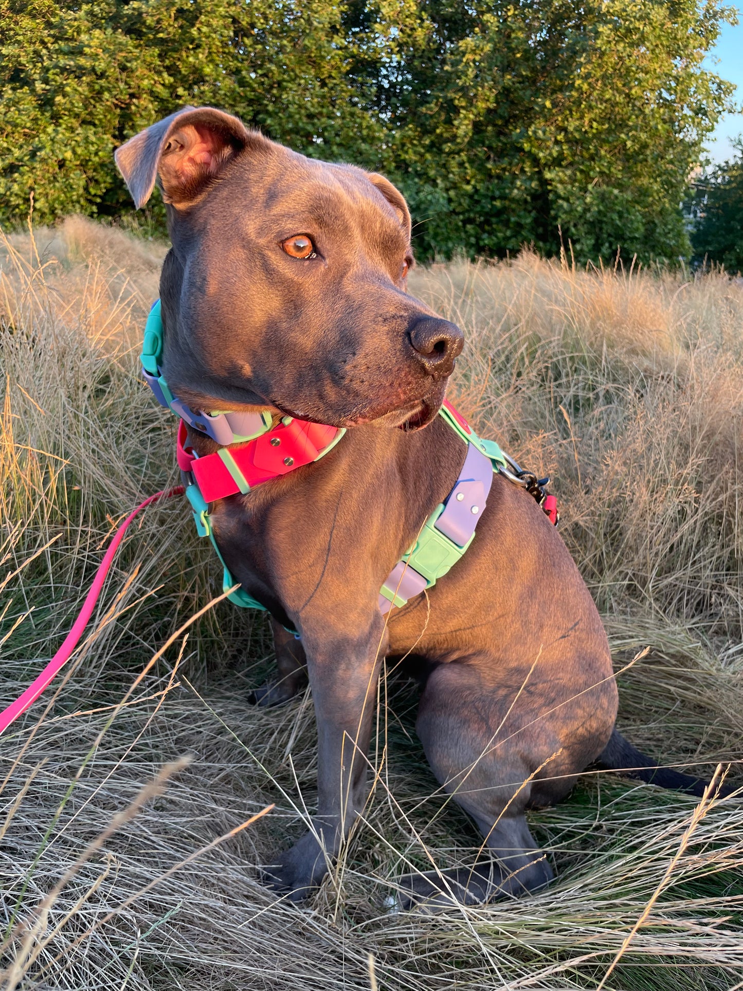 Limited Edition - 80s Aerobics Harness