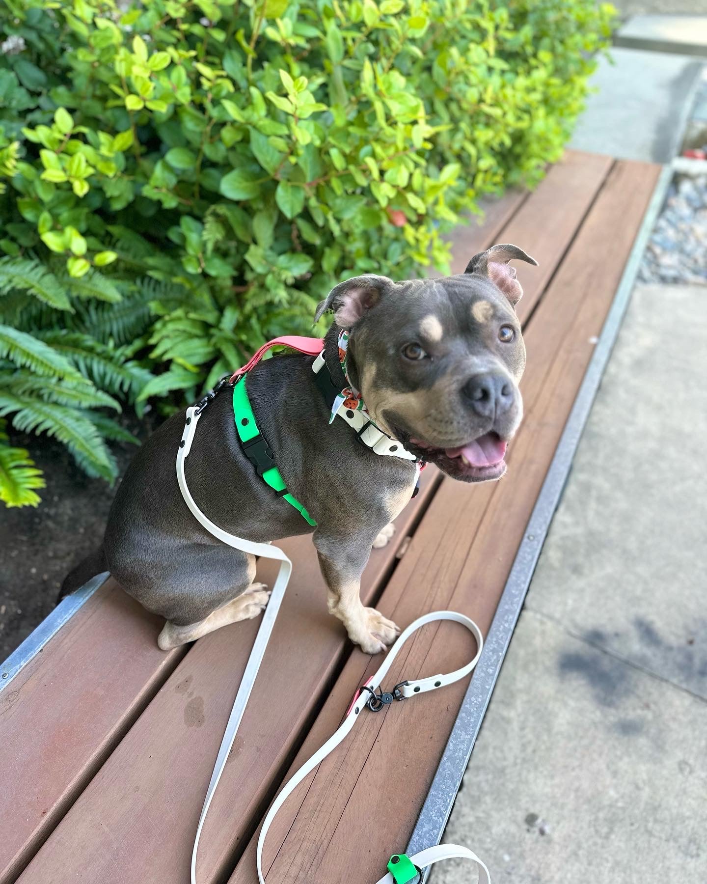 The Watermelon Harness